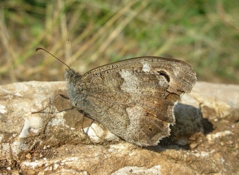 Nymphalidae? S, Hipparchia statilinus